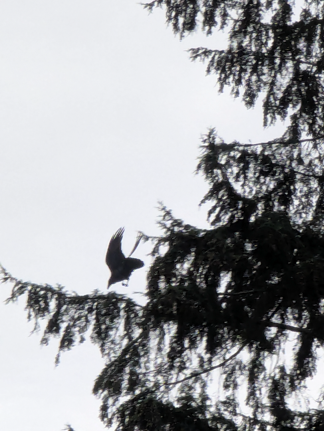 Raven dive bombs out of a cedar tree after it was cawing at me and I was cawing back. I was able to spot it at the right moment. Wings up and outstretched, the head to tail line is at 45 degrees as the raven swoops.